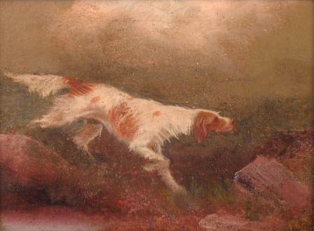 studies of Springer Spaniels on moorland