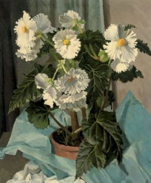 White begonia