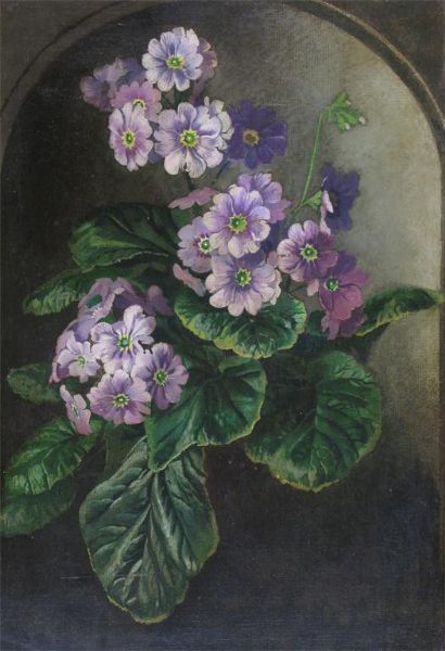 Primulas