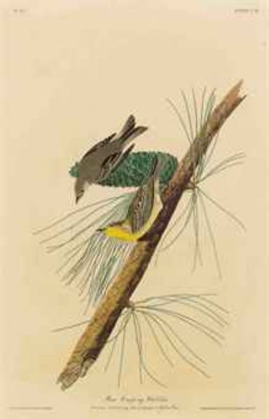 Pine creeping Warbler (Plate CXL) Sylvia pinus