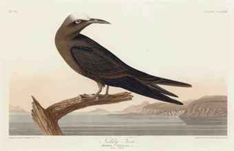 Noddy Tern (Plate CCLXXV) Sterna solida