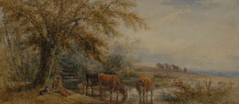Cattle Watering