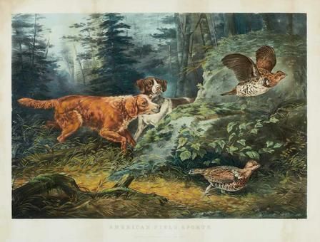 AMERICAN FIELD SPORTS, "FLUSH'D" (G. 162)