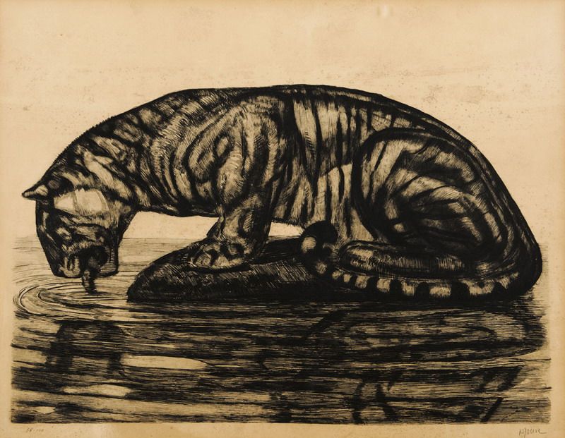 Tigre se désaltérant