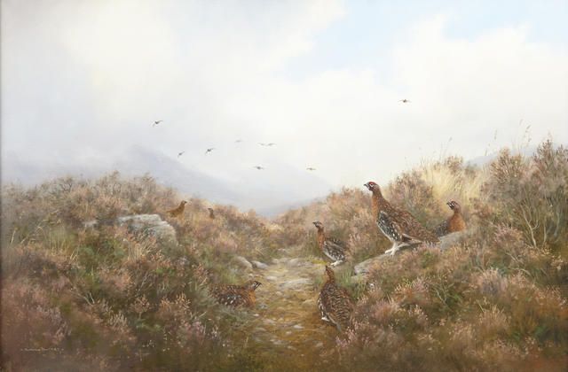 Red Grouse amongst the heather