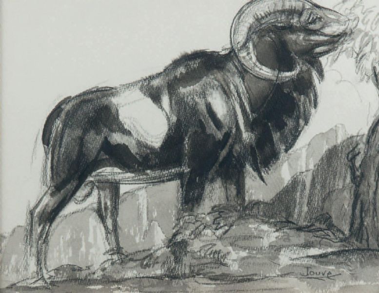 Mouflon
