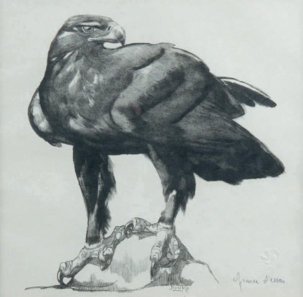 Aigle royal
