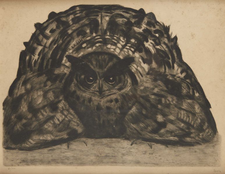 Grand Duc ébouriffé