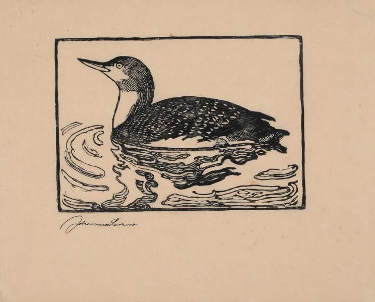 A loon
