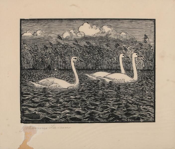 Swans