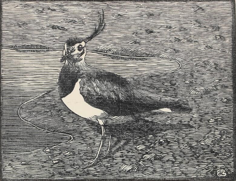 Two sceneries with birds
