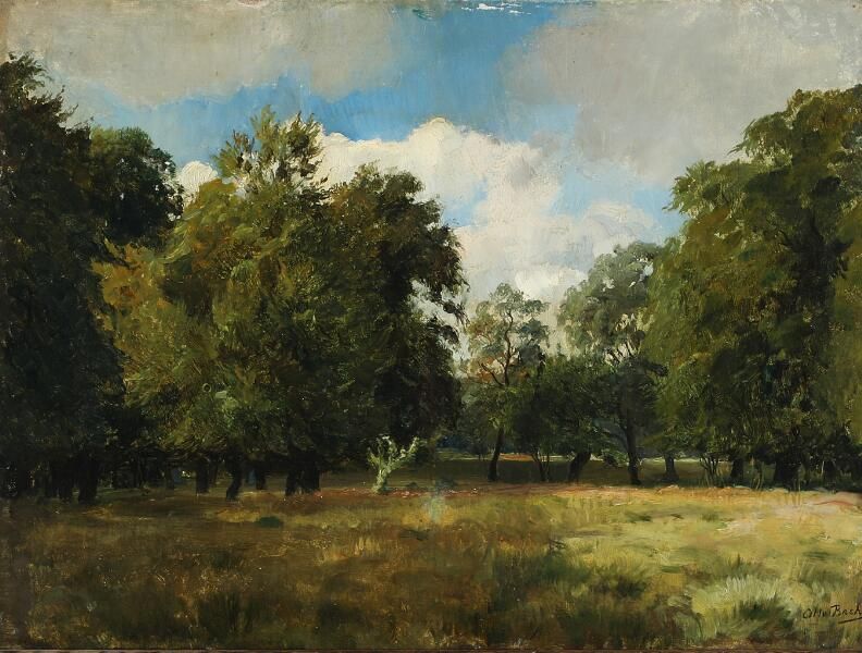 View from a forest on a summer day