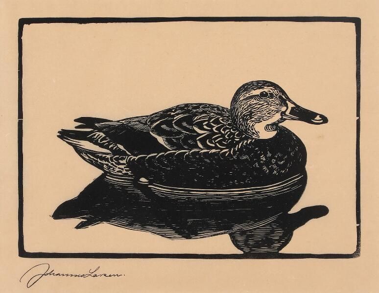 Mallard duck