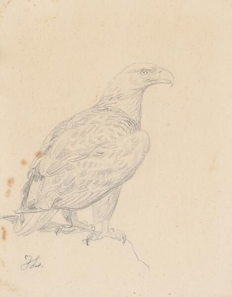 Eagle