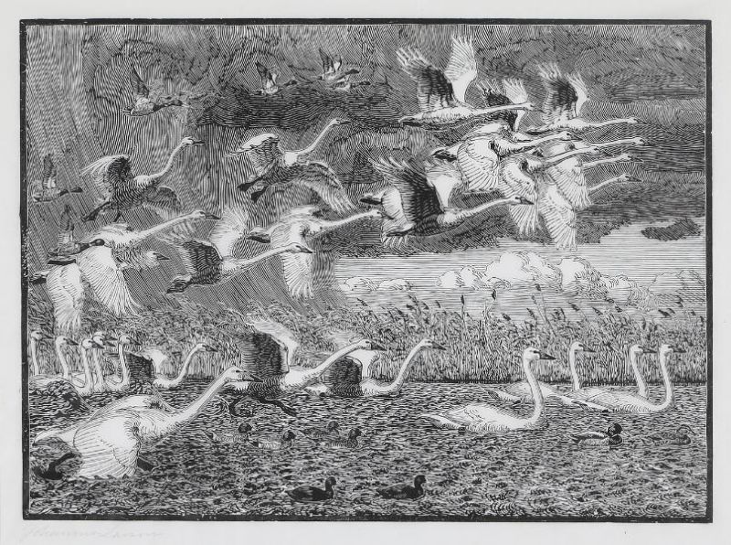 Scenery with swans