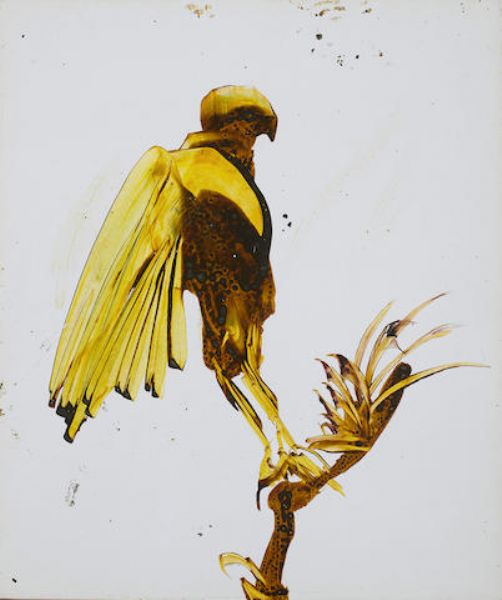 Bird of Prey