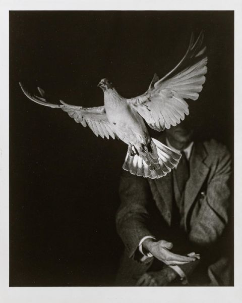 Rising Dove