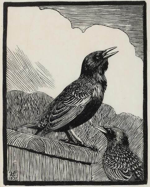 Two starlings