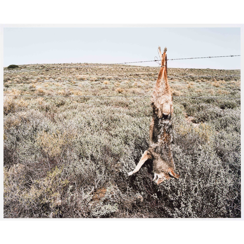 Jackal, Kraairivier, between Laingsburg and Sutherland, Northern Cape. 16 August 2003
